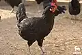 Maltese Black chicken
