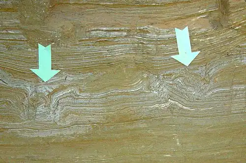 Cross-section of Pleistocene mammoth footprints at The Mammoth Site, Hot Springs, South Dakota