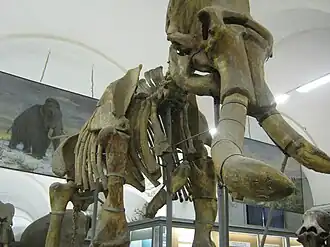 Mammoth skeleton