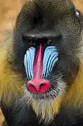 Mandrill (Mandrillus sphinx).