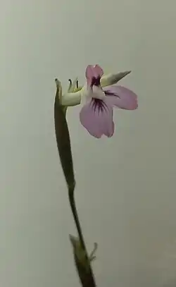 Maranta Leukoneura small white and light purple flower and bud