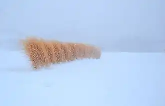 A row of plants similar to wheat can be seen bending to the left due to winds. Visibility is low due to the North American blizzard of 2008, and a layer of snow is seen on the ground.