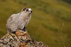 Gray marmot