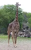 Masai giraffe