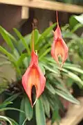 Masdevallia veitchiana