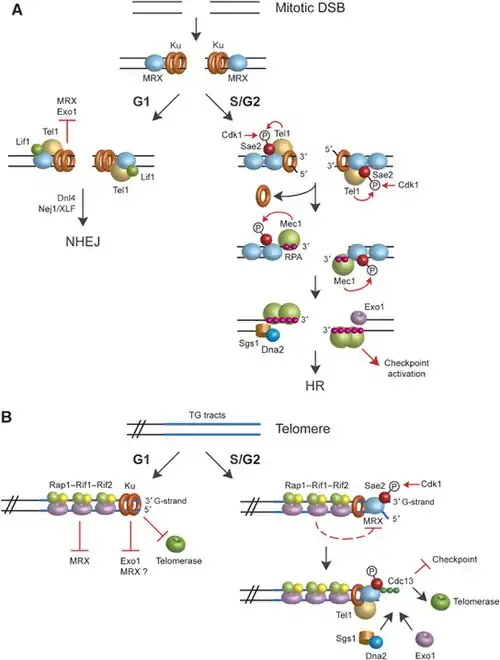 diagram; refer to caption