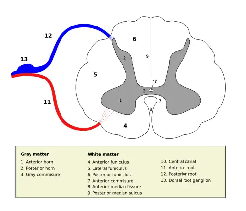 Cross-section of spinal cord with the grey matter labelled.