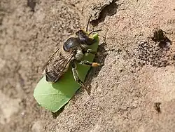 Megachile sp. with cut leaf
