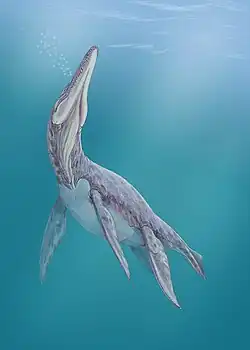 Illustration showing what Megalneusaurus may have looked like when alive