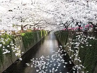 Meguro River and cherry-blossom trees in Spring 2014