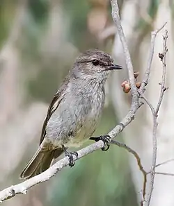 Image 8 Dusky Robin Photo: JJ Harrison The Dusky Robin (Melanodryas vittata) is a small passerine bird native to Tasmania. A member of the Australian Robin family, it is not related to European or American Robins. It is a brown-plumaged bird of open woodland, measuring 16–17 cm (6.3–6.7 in) in length. More selected pictures