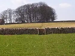A copse in fields on the Mendips near Priddy.