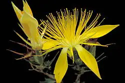 To the left a folded up flower, pointed yellow petals pointed upwards. To the right a five petaled flower with four visible. Each pointed and narrow with the widest part past the midpoint. A very large number of thin, hairlike stamens burst outwards from the center of the flower, each nearly as long as the petals.