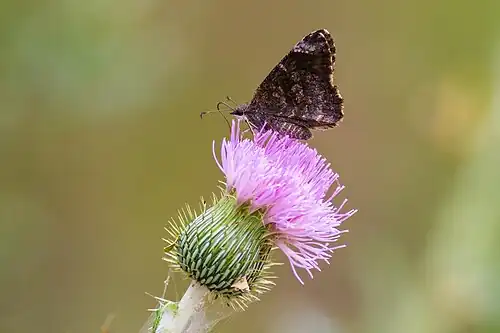 Mimosa skipper (Cogia calchas), Santa Ana NWR