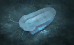 Life restoration of Misszhouia