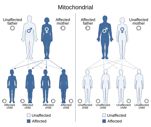 Unaffected mother and affected father leads to all unaffected children, affected mother and unaffected father leads to all affected children