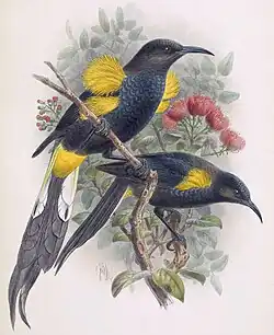 Hawaiʻi ʻōʻō
