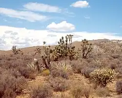 Image 7Joshua trees, yuccas, and cholla cactus occupy the far southwest corner of the state in the Mojave Desert (from Utah)
