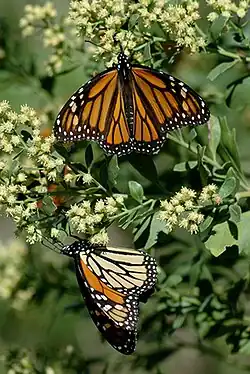 Monarch butterflies resting during migration