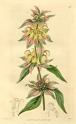 1815 illustration by Sydenham Edwards