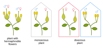 Diagram of flower sex variation in plants