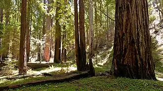 Montgomery Woods