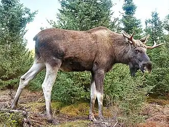 European moose (A. alces alces)