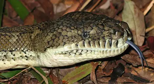 Image 13 Forked tongue Photo credit: LiquidGhoul The head of a Coastal Carpet Python, the largest subspecies of Morelia spilota, a non-venomous Australian python, showing its forked tongue, a feature common to many reptiles, who smell using the tip of their tongue. Having a forked tongue allows them to tell which direction a smell is coming from. More selected pictures