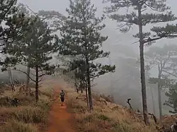 Pine forest in fog