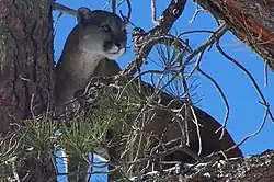 A mountain lion in a tree on Mount Taylor.