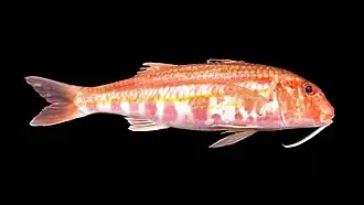 Striped red mullet on a black background