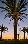 Palm trees at sunset, Murrumbeena Park