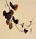 Print of oriental melons on the vine by Shibata Zeshin