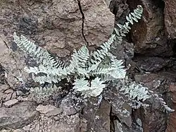 A light grayish-green fern growing in a rock crevice