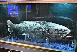 The Yokozuna slickhead is the largest known bathypelagic bony fish, at over 250 centimeters (8.2&nbsp;ft) in length.[57]
