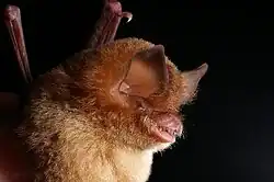 Brown bat head