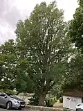The 'national champion' Wheatley elm, as at 13 June 2020, in Blakers Park, Brighton