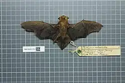 Brown bat