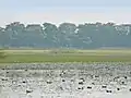 Wetlands of Bird Sanctuary