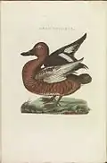 Aythya nyroca (male), referred to as Anas pullata, in Nederlandsche Vogelen, c. 1800