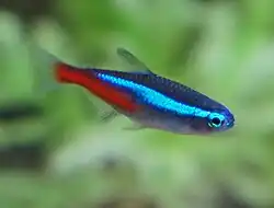 A neon tetra