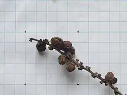 Detail of fruit against a 1 cm grid