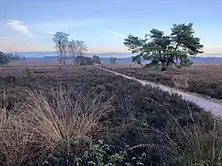 Heathland in the Veluwe forest, Netherlands