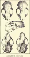 Skulls of a black-footed ferret (1) and European polecat (2), as illustrated in Merriam's Synopsis of the Weasels of North America