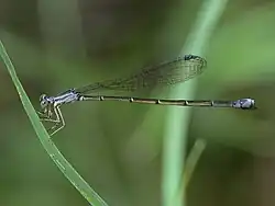 Female left hand side