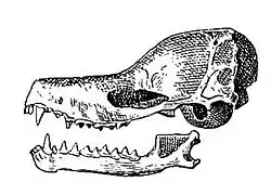 Drawing of bat skull