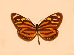 L. h. atergalis Colombia