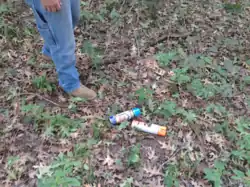 Photograph of red oak leaves on the ground in July