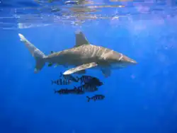 The oceanic whitetip shark has declined by 99% in the Gulf of Mexico