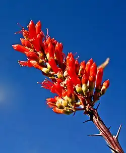 An ocotillo flower with visible needles